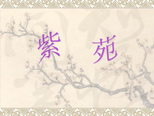 紫菀