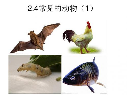 2.4.常见的动物(1)-cnk