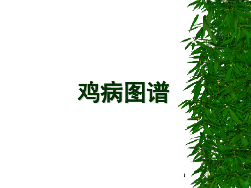 鸡病图谱PPT课件