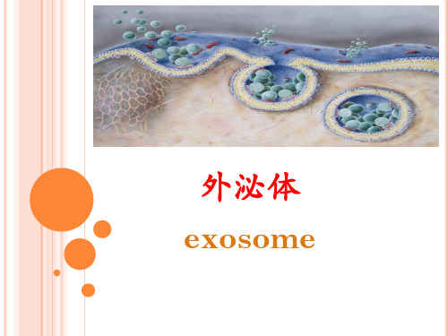 Exosome 外泌体