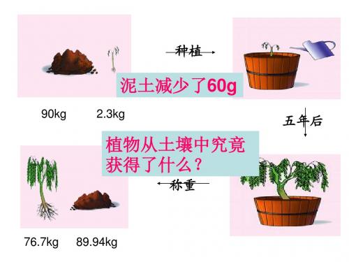 4.2绿色植物的生长需要水和无机盐(第一课时)