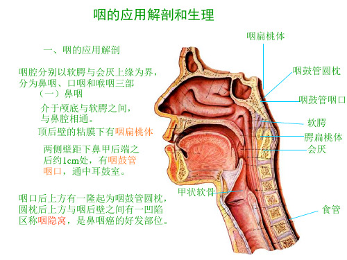 咽的应用解剖和生理