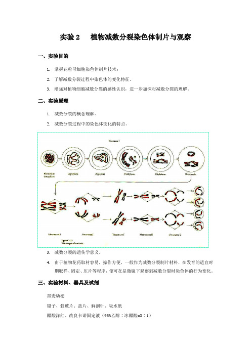 实验2  植物减数分裂染色体制备