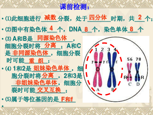 高三生物一轮复习资料减数分裂和受精作用课件