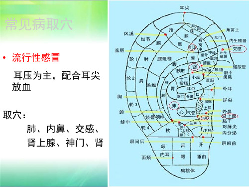 常见病的耳穴疗法