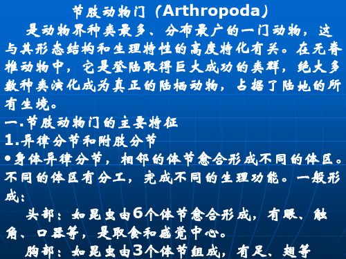 节肢动物门(Arthropoda).