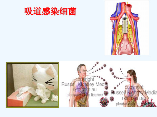 呼吸道感染细菌TB