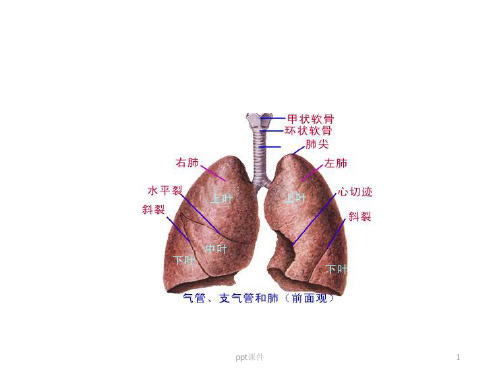 支气管镜相关知识介绍ppt课件