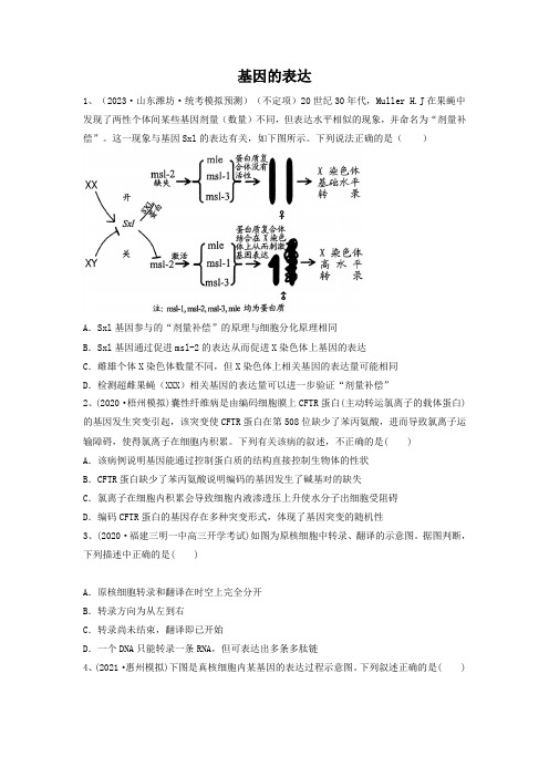 高考生物一轮复习串讲精练(新高考专用)专题19 基因的表达(精练)(原卷版+解析)