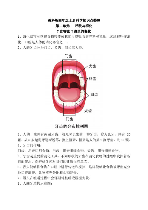 新教科版四年级上册科学2.7食物在口腔里的变化  知识点