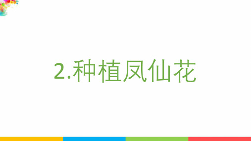 【2021年新版】最新教科版科学四年级下册《种植凤仙花》精品课件