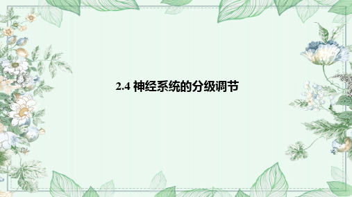 2.4 神经系统的分级调节(共40张PPT)