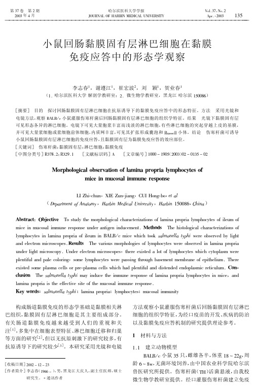 小鼠回肠黏膜固有层淋巴细胞在黏膜免疫应答中的形态学观察