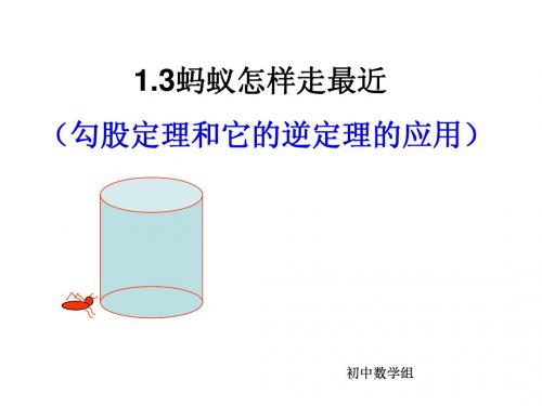 蚂蚁怎样走