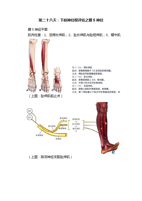 第二十八天：下肢神经根评估之腰5神经