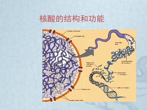 高中生物《核酸的结构和功能》课件4 中图版必修1