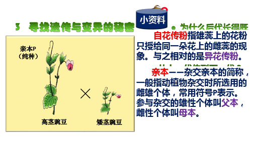 苏教版小学科学六年级下册《寻找遗传与变异的秘密》课件