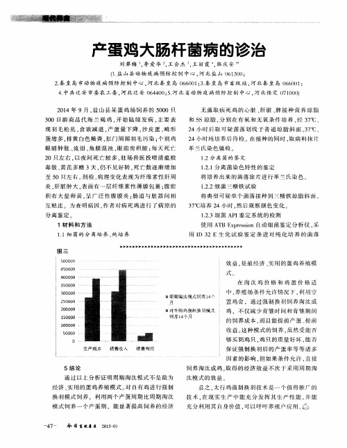 产蛋鸡大肠杆菌病的诊治