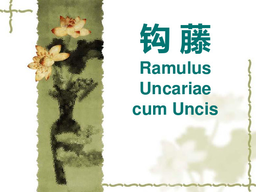 38、钩藤Ramulus_Uncariae_cum_Uncis