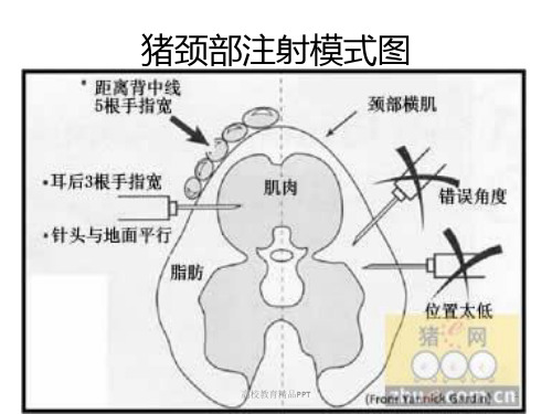 猪注射部位图片