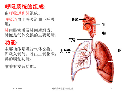 呼吸系统专题知识宣讲培训课件