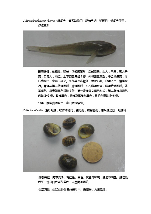 海洋生物学潮间带实习