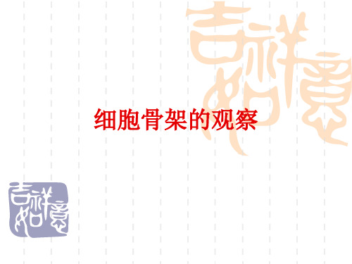3细胞骨架的观察
