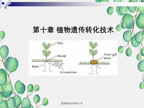 植物组织培养第十章