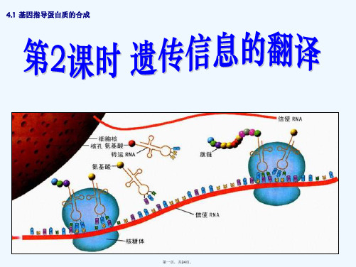 遗传信息的翻译