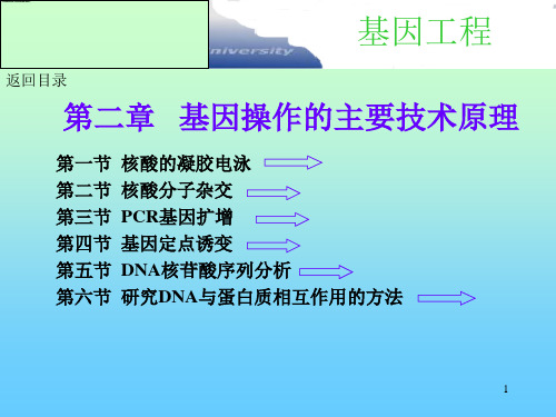 第二章.基因工程主要技术原理-电泳、杂交