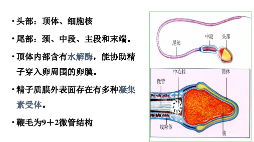 体内受精和早期胚胎发育课件