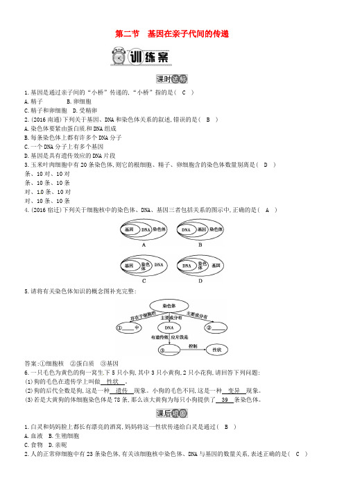 八年级生物下册第七单元第二章第二节基因在亲子代间的传递练习新版新人教版