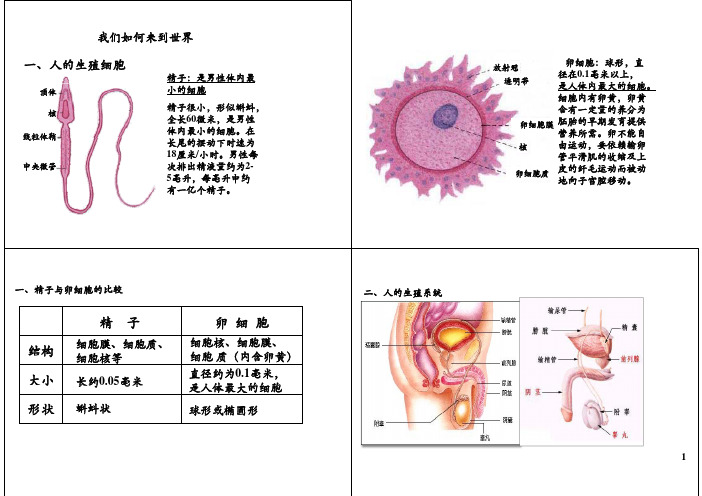 学而思初一科学之新生命的诞生知识精讲