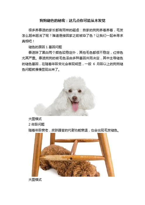 狗狗褪色的秘密：这几点你可能从未发觉