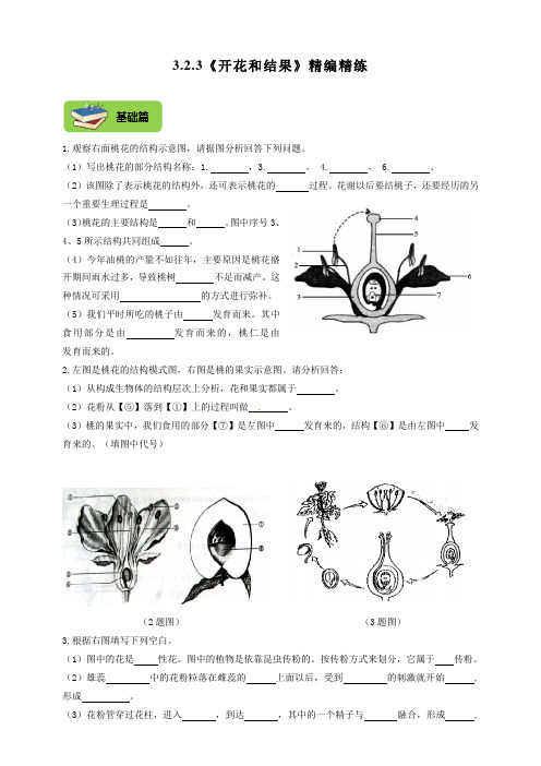 人教版生物七年级上册3.2.3《开花和结果》同步练习(包含答案)