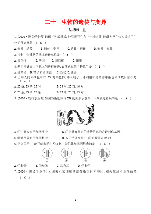 最新人教版中考生物培优复习训练二十 生物的遗传与变异