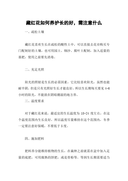 藏红花如何养护长的好,需注意什么