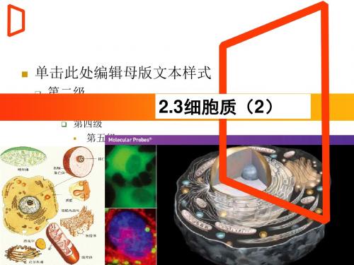 高中生物必修一课件：2.3细胞质(共27张PPT)