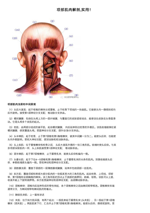 项部肌肉解剖,实用！