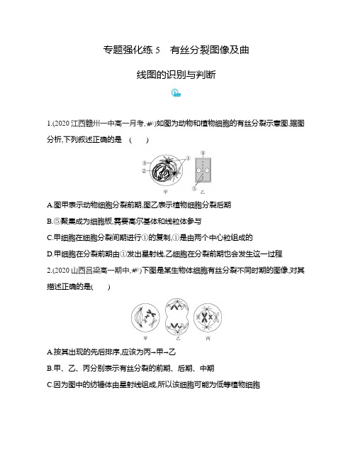 专题强化练5 有丝分裂图像及曲线图的识别与判断