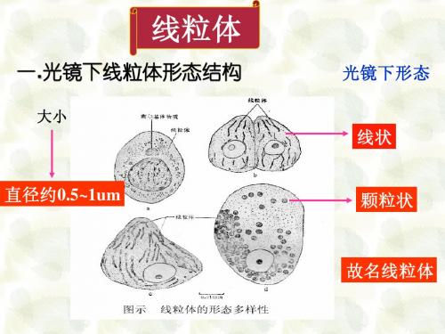 线粒体-药学细胞学