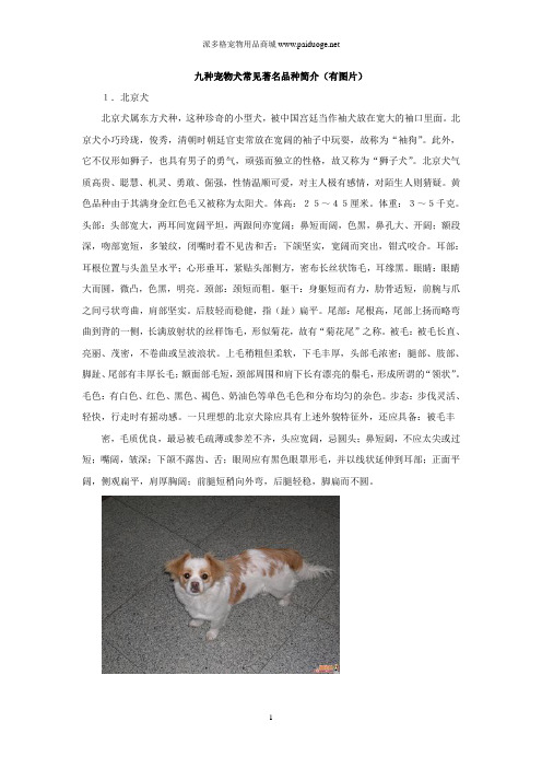 九种宠物犬常见著名品种简介(有图片)