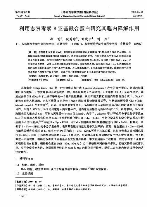 利用志贺毒素B亚基融合蛋白研究其胞内降解作用