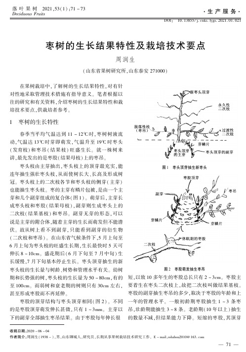 枣树的生长结果特性及栽培技术要点