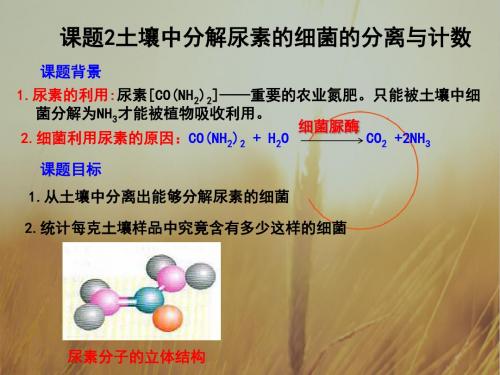 高中生物 选修1专题2课题2土壤中分解尿素的细菌分离与