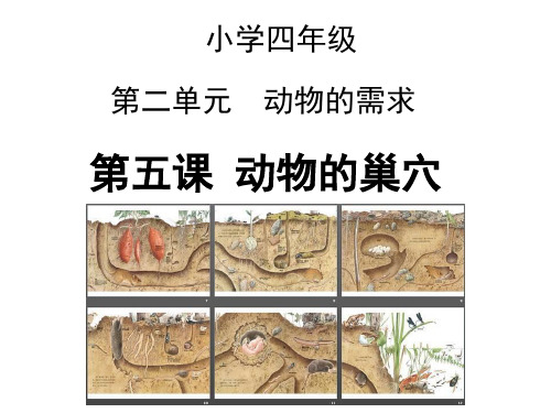 粤科版小学科学四年级下册 2-5 动物的巢穴