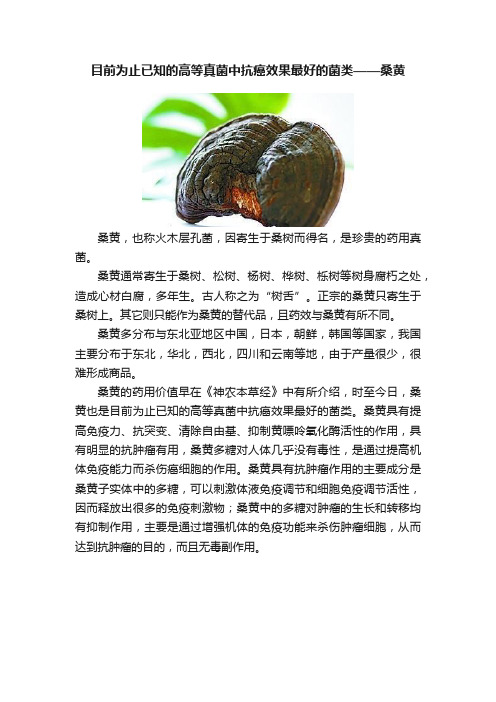 目前为止已知的高等真菌中抗癌效果最好的菌类——桑黄