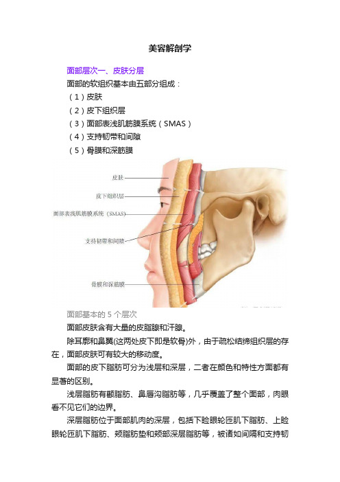 美容解剖学