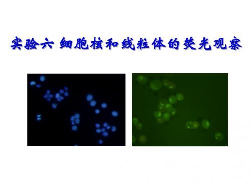 实验六细胞核和线粒体的荧光观察