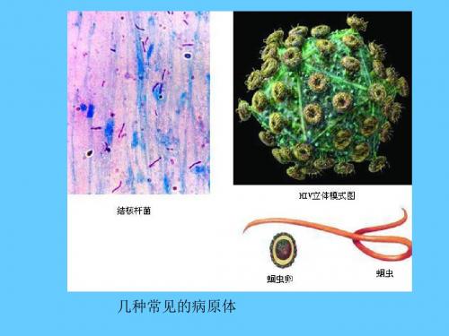 2018年几种常见病原体-最新年精选文档